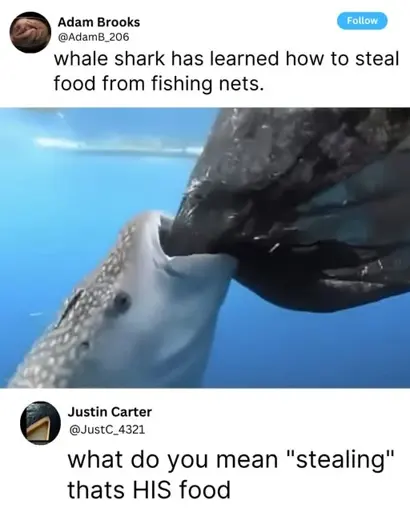 Microblog post: "whale shark has learned how to steal food from fishing nets." Reply: "what do you mean "stealing" thats HIS food"